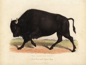 Amerikansk bison eller bøffel, bison bison.