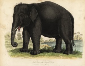 Asiatisk elefant, Elephas maximus, truet.