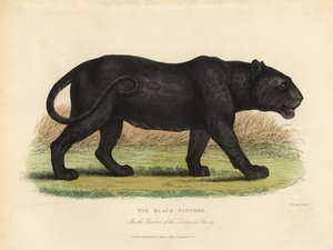 Black Panther, Panthera pardus og Panthera onca.