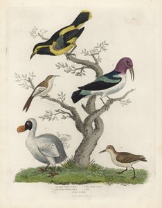 Svart og gul creeper, brun og hvit creeper, Certhia americana, Cayenne creeper, Dacnis cayana, Dodo, Raphus cucullatus og purre eller stint, Calidris alpina. Håndfarget kobberstikk av en ukjent kunstner fra William Smellies Natural Histo av William Smellie