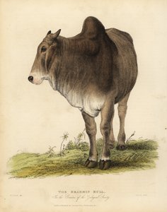 Brahma-rase av zebu storfe, Bos taurus indicus.
