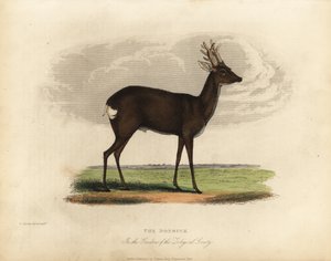 Europeisk rådyr, Capreolus capreolus. av William Smellie