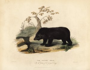 Himalayas svartbjørn, Ursus thibetanus laniger.
