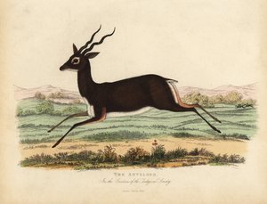 Indisk antilope eller svartbukk, Antilope cervicapra.