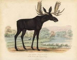 Elg eller elg, Alces alces.