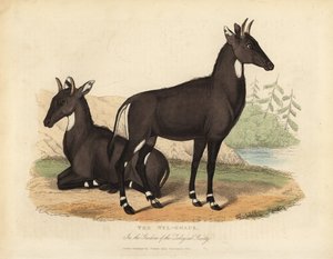 Nilgai eller blå okse, Boselaphus tragocamelus.