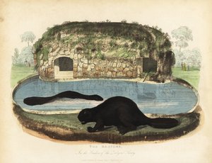 Nordamerikansk bever, Castor canadensis. av William Smellie