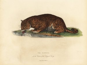 Panther, Panthera pardus og Panthera onca. av William Smellie
