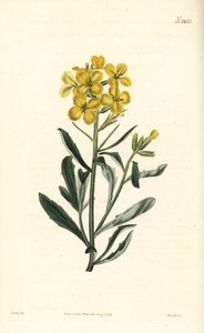 Stinkende veggblomst, Erysimum odoratum (Søttduftende alpehekksennep, Erysium lanceolatum minus). Håndfarget kobberstikk av Weddell etter en botanisk illustrasjon av John Curtis fra William Curtis