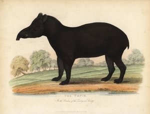 Søramerikansk tapir, Tapirus terrestris, sårbar.