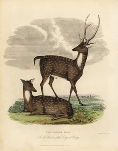 Sumphjort eller løve, Rucervus duvaucelii.