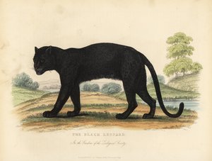 Den svarte leoparden, Panthera pardus.