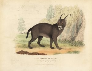 Caracal eller gaupe. av William Smellie