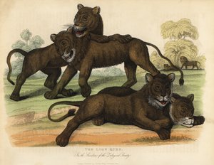 Løveungene i Zoologisk Forenings hager. av William Smellie