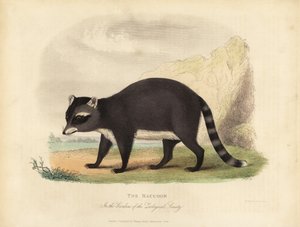 The Raccoon, Procyon lotor.