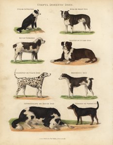Nyttige tamhunder, Canis lupus familiaris.
