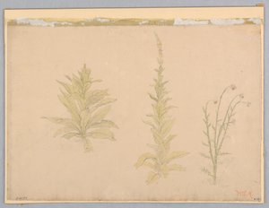 Studie av mulleinplanter av William Stanley Haseltine