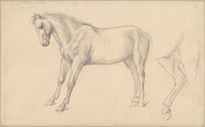 Studier av en ponni av William Strutt