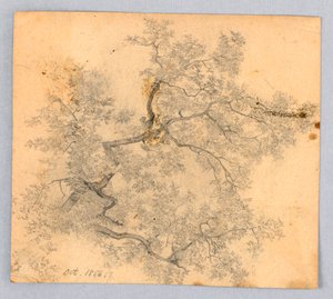 Studie av almetre av William Trost Richards