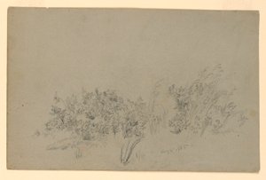Studie av løvverk av William Trost Richards
