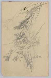 Studie av løvverk av William Trost Richards
