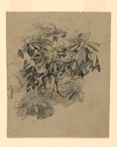 Studie av løvverk av William Trost Richards