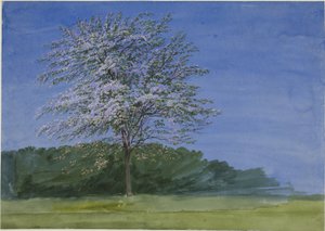 Studie av et tre i blomst av Joseph Mallord William Turner