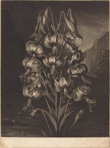 Den fantastiske liljen av William Ward after Philip Reinagle