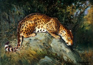 A Leopard Crouching on a Rock (olje på lerret lagt om bord)