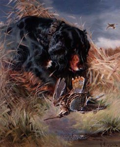 Gordon Setter blant siv