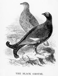 The Black Grouse, illustrasjon fra 