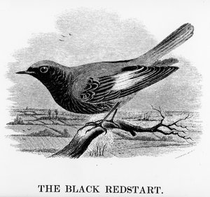 The Black Redstart, illustrasjon fra 