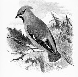 The Bohemian Waxwing, illustrasjon fra 