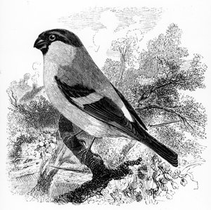 The Bullfinch, illustrasjon fra 