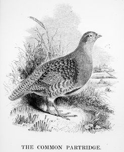 The Common Partridge, illustrasjon fra 
