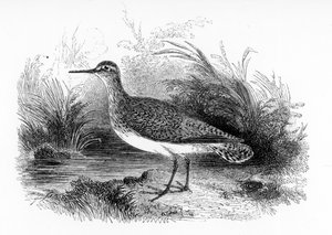 The Common Sandpiper, illustrasjon fra 