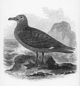 The Common Skua, illustrasjon fra 