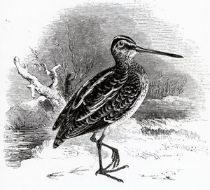 The Common Snipe, illustrasjon fra 