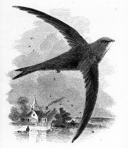 The Common Swift, illustrasjon fra 