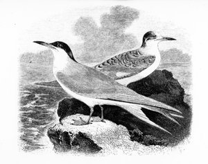 The Common Tern, illustrasjon fra 