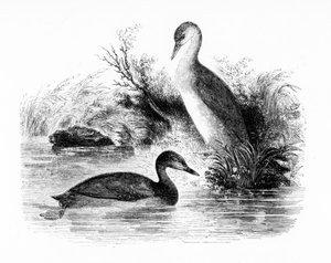 The Little Grebe, eller Dabchick, illustrasjon fra 