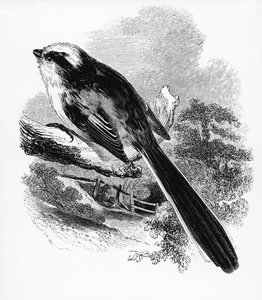 The Long-Tailed Tit, illustrasjon fra 'A History of British Birds' av William Yarrell, først utgitt 1843