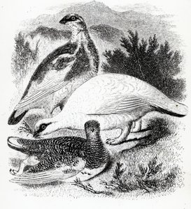 The Ptarmigan, illustrasjon fra 