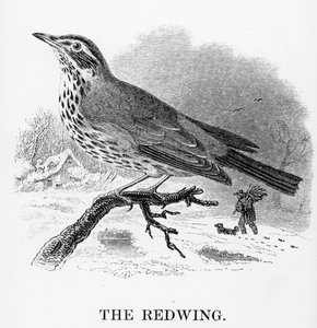 The Redwing, illustrasjon fra 