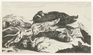 Hunder jager et villsvin