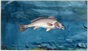 Kanalbass av Winslow Homer