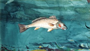 Kanalbass av Winslow Homer