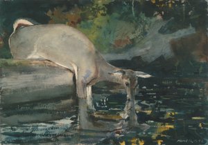 Hjortdrikking av Winslow Homer