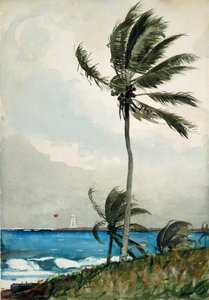 Palmetre, Nassau, 1898. av Winslow Homer