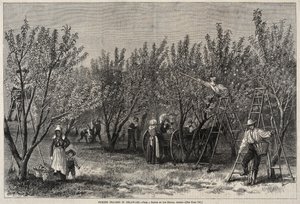 Plukke fersken i Delaware. av Winslow Homer